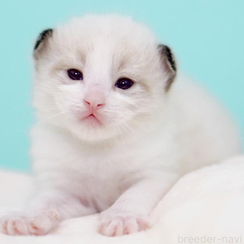 販売中の東京都のラグドール-138286の2枚目