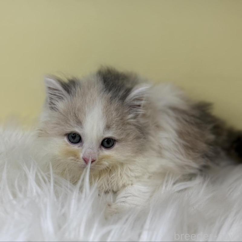 販売中の埼玉県のサイベリアン-138199の4枚目