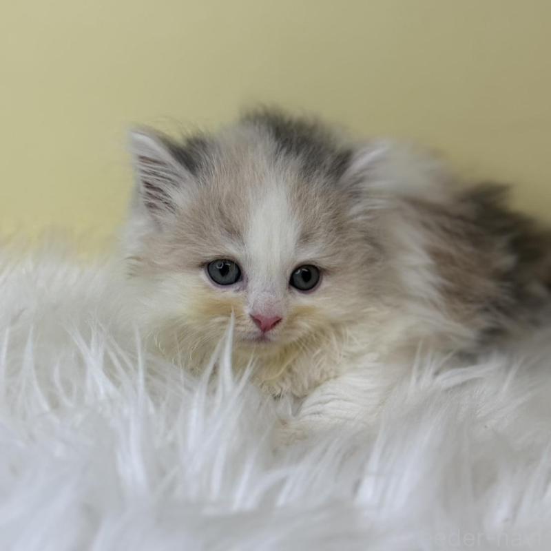 販売中の埼玉県のサイベリアン-138199の3枚目