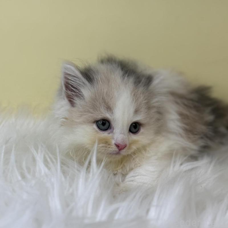 販売中の埼玉県のサイベリアン-138199の2枚目