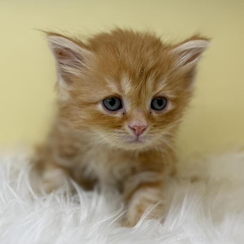 販売中の埼玉県のサイベリアン-138200の4枚目