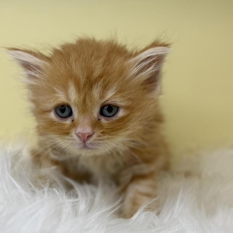 販売中の埼玉県のサイベリアン-138200の3枚目