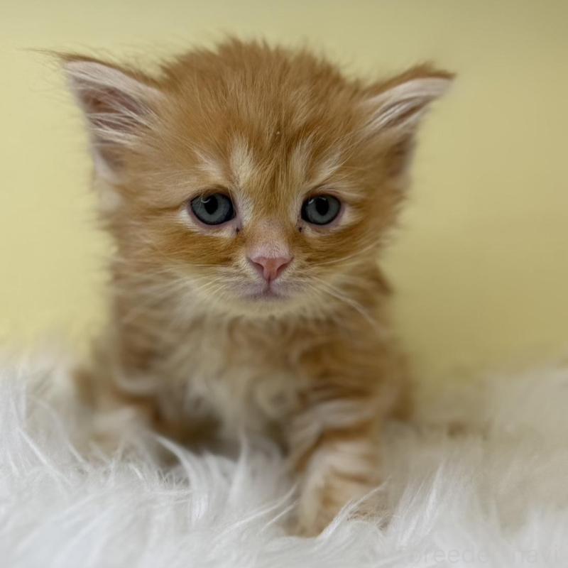 販売中の埼玉県のサイベリアン-138200の2枚目