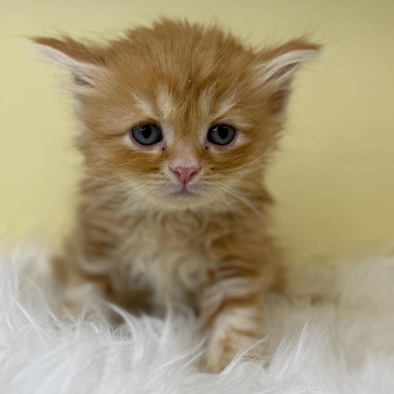 販売中の埼玉県のサイベリアン-138200の1枚目