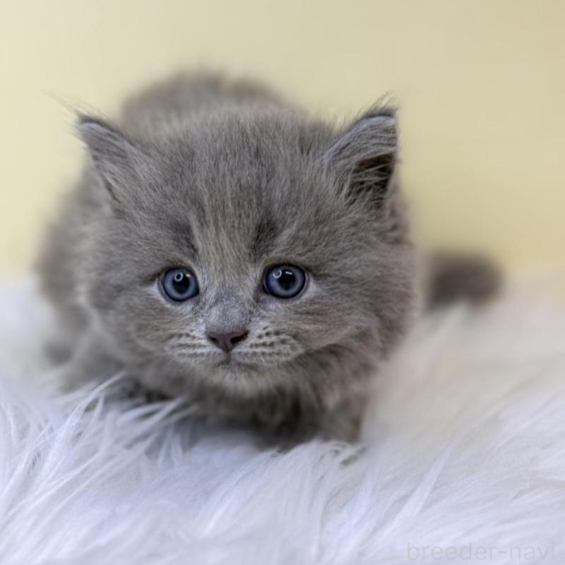 販売中の埼玉県のサイベリアン-138201の1枚目