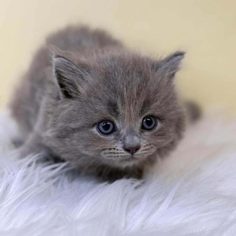 販売中の埼玉県のサイベリアン-138201の4枚目