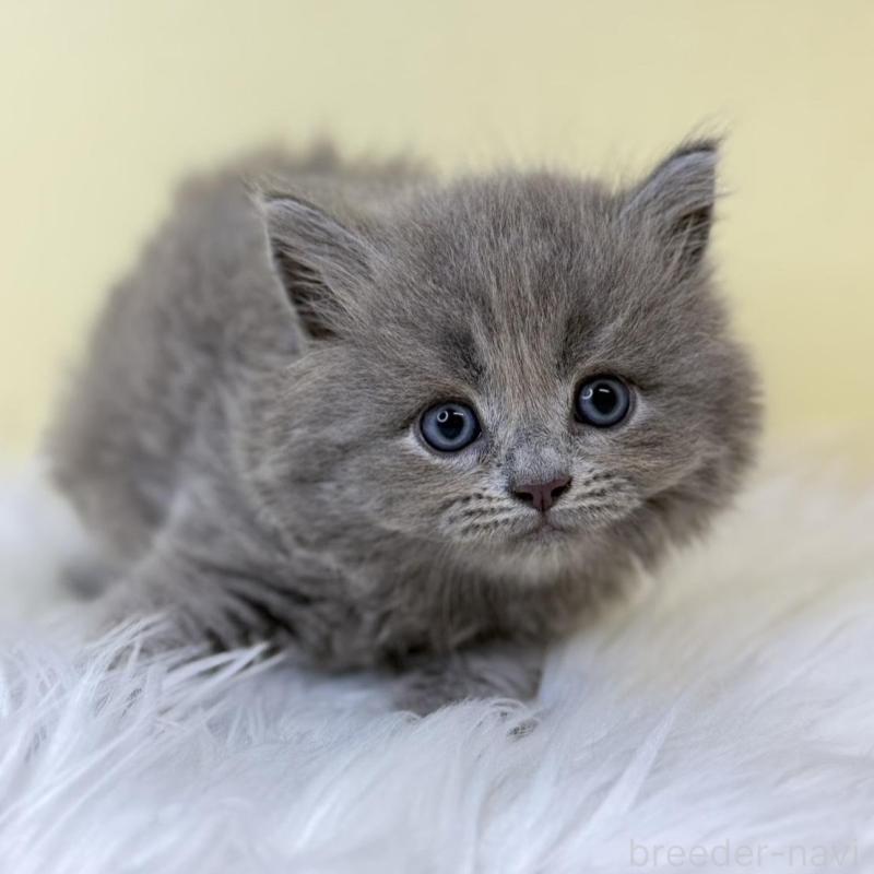 販売中の埼玉県のサイベリアン-138201の3枚目