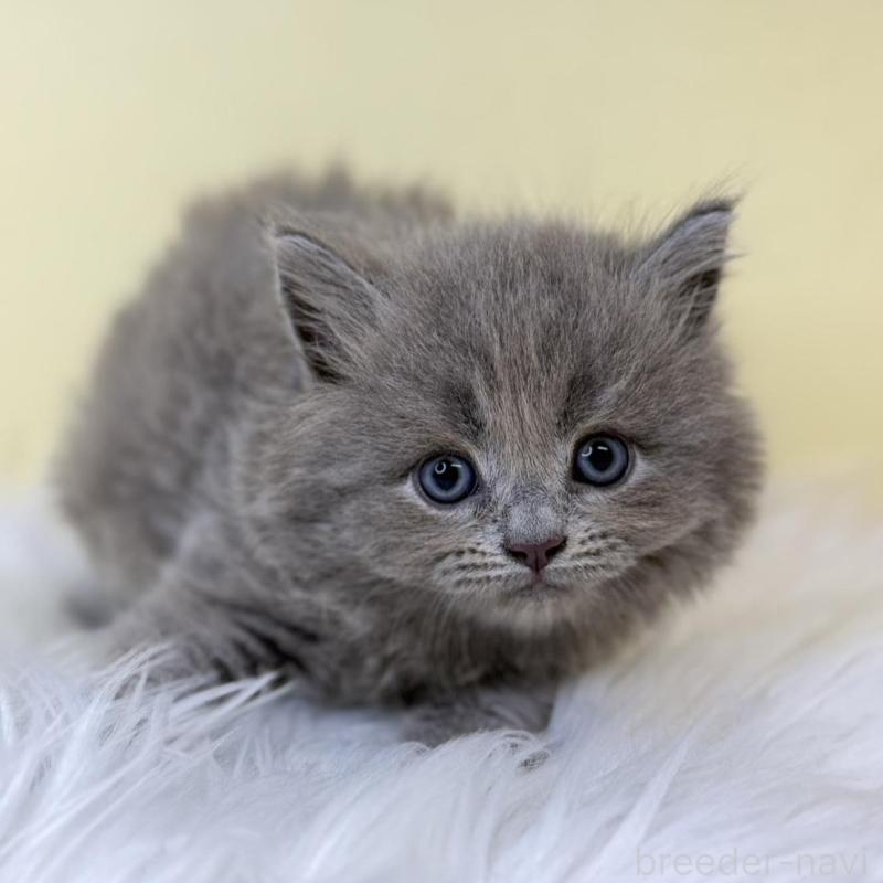 販売中の埼玉県のサイベリアン-138201の2枚目