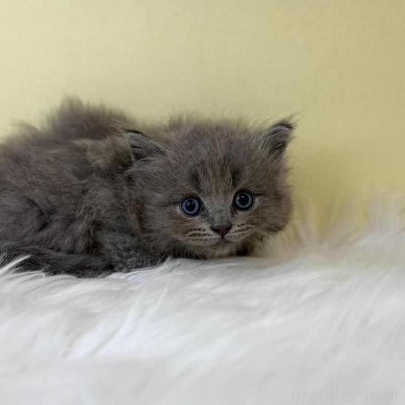 販売中の埼玉県のサイベリアン-138202の1枚目