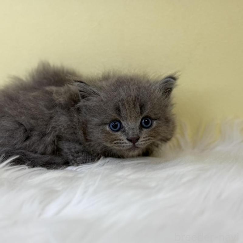 販売中の埼玉県のサイベリアン-138202の4枚目