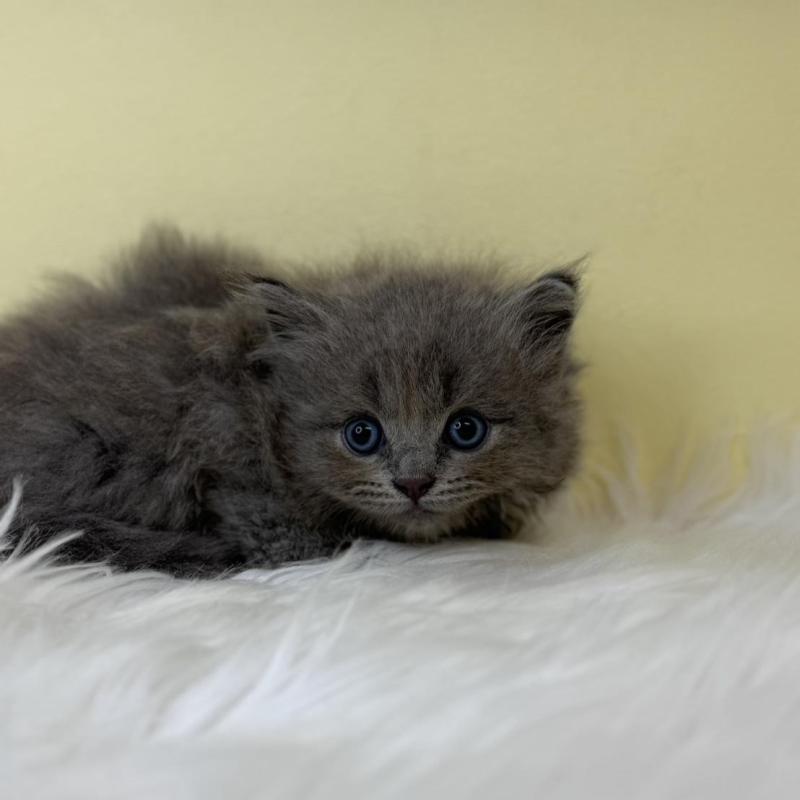 販売中の埼玉県のサイベリアン-138202の3枚目