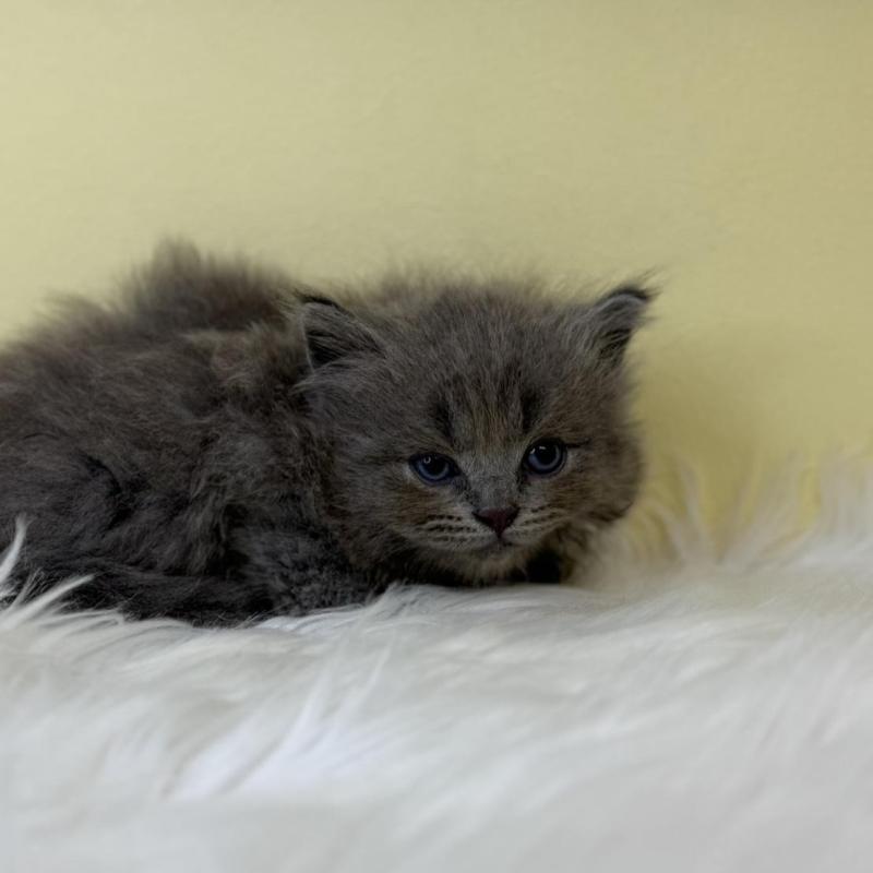 販売中の埼玉県のサイベリアン-138202の2枚目