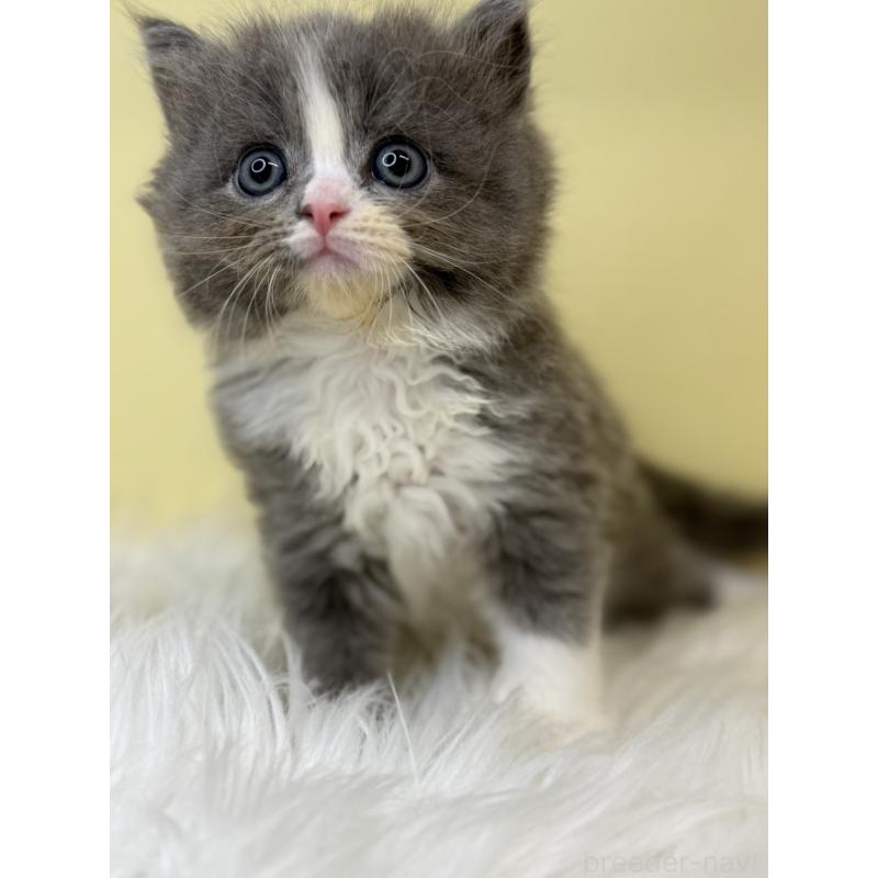 販売中の埼玉県のサイベリアン-138203の4枚目