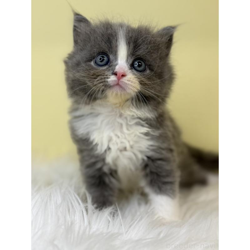 販売中の埼玉県のサイベリアン-138203の2枚目