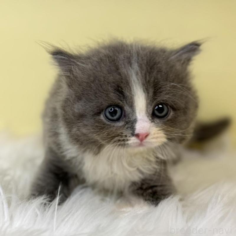 販売中の埼玉県のサイベリアン-138203の1枚目