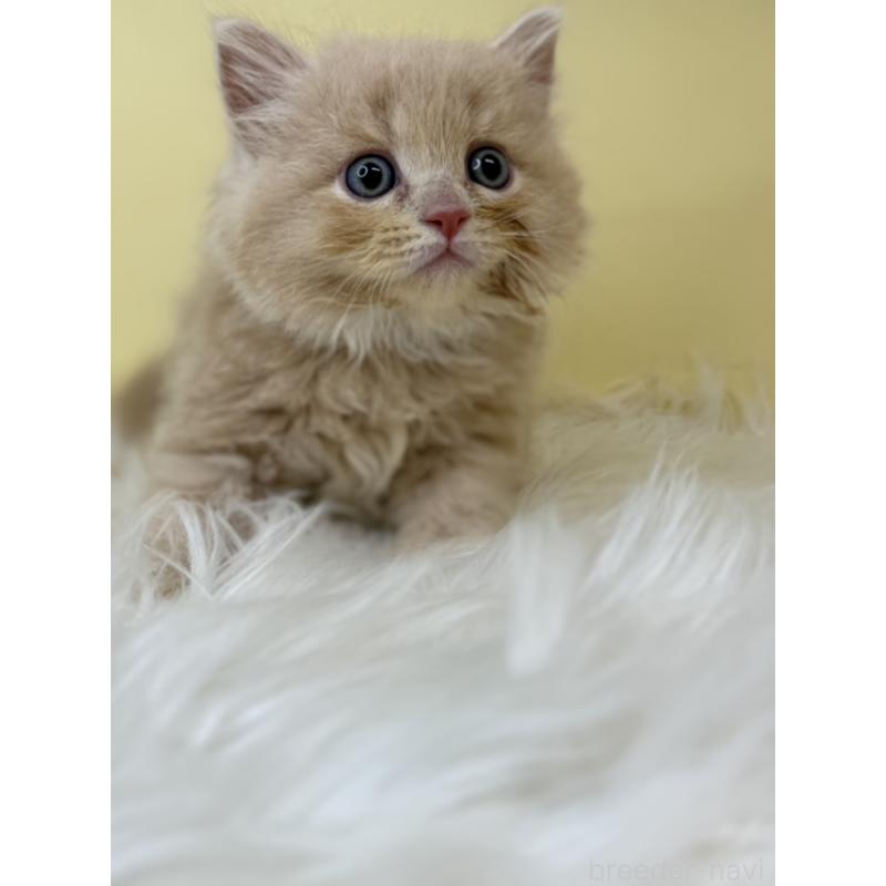 販売中の埼玉県のサイベリアン-138204の4枚目