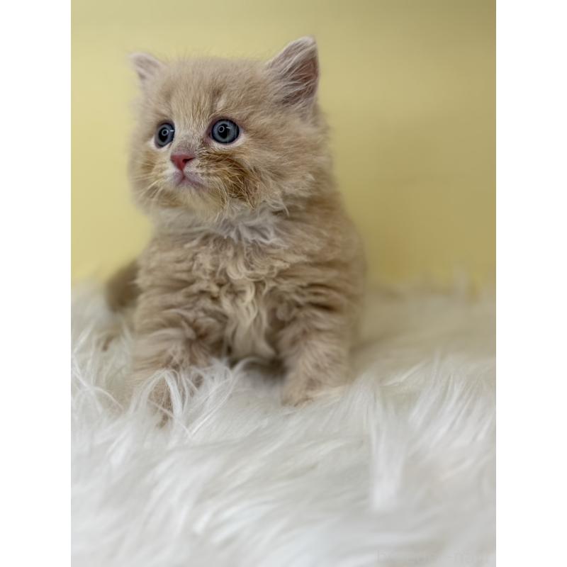 販売中の埼玉県のサイベリアン-138204の3枚目