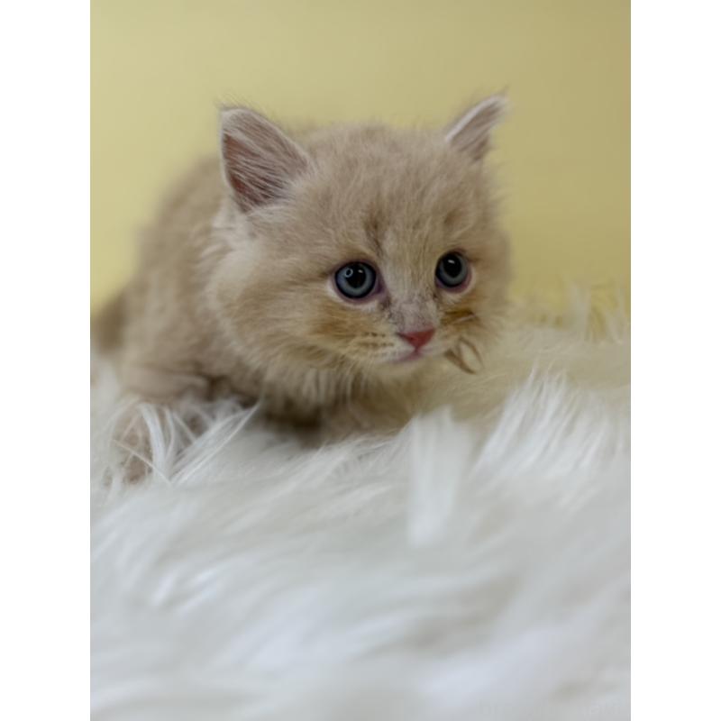 販売中の埼玉県のサイベリアン-138204の2枚目