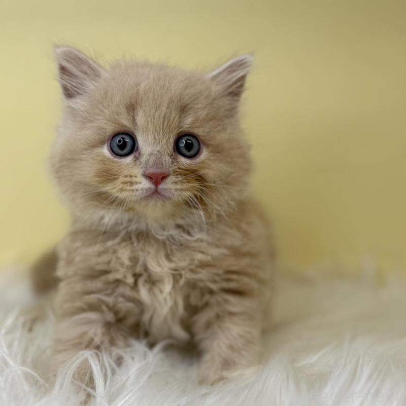 販売中の埼玉県のサイベリアン-138204の1枚目