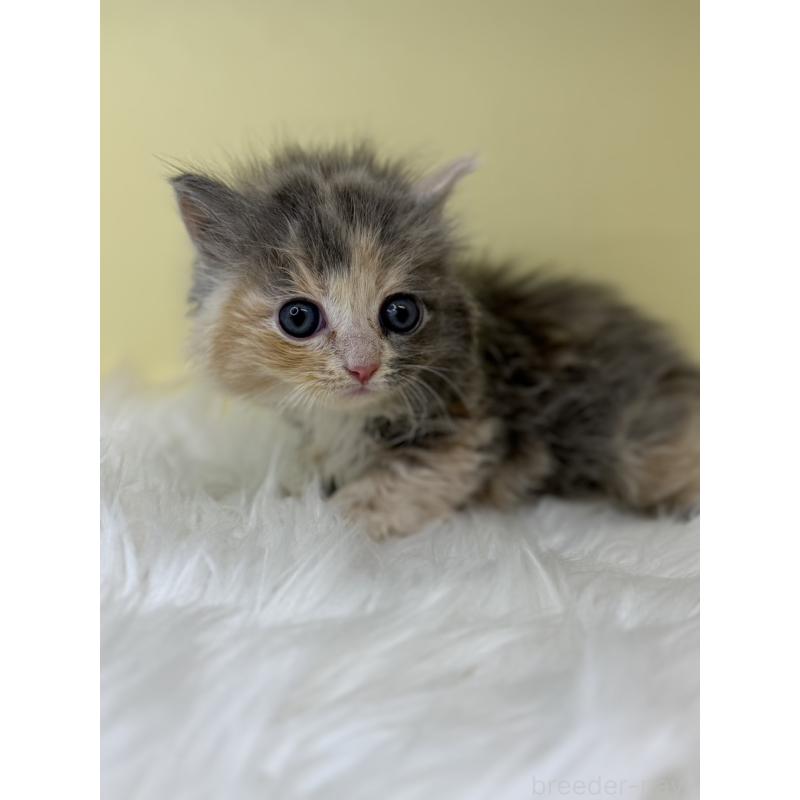 販売中の埼玉県のサイベリアン-138205の4枚目