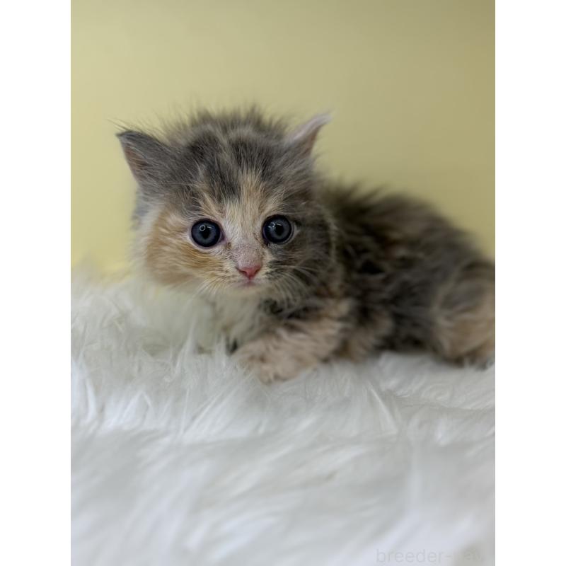 販売中の埼玉県のサイベリアン-138205の3枚目