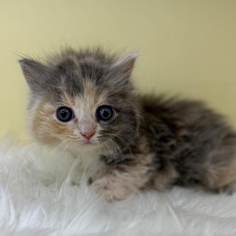 販売中の埼玉県のサイベリアン-138205の1枚目