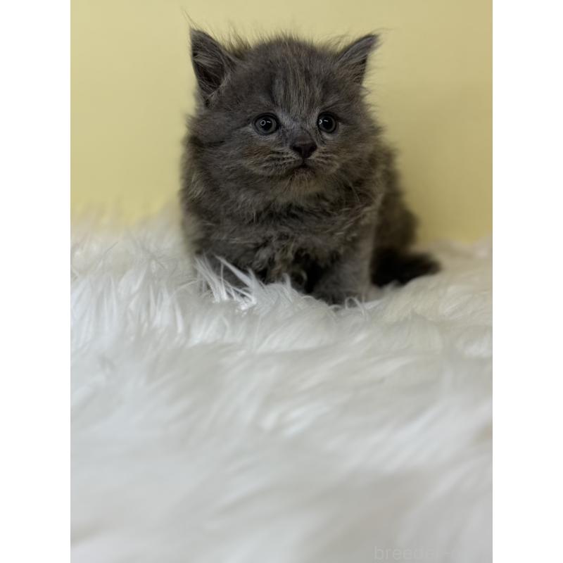 販売中の埼玉県のサイベリアン-138206の4枚目