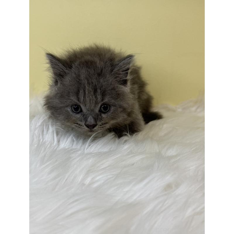 販売中の埼玉県のサイベリアン-138206の3枚目