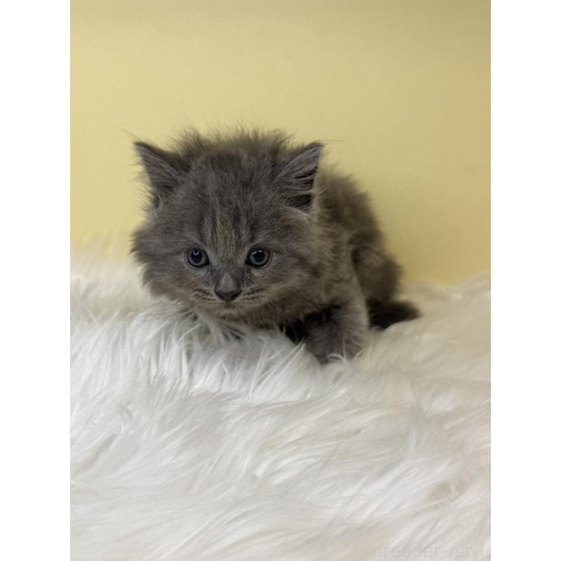 販売中の埼玉県のサイベリアン-138206の2枚目