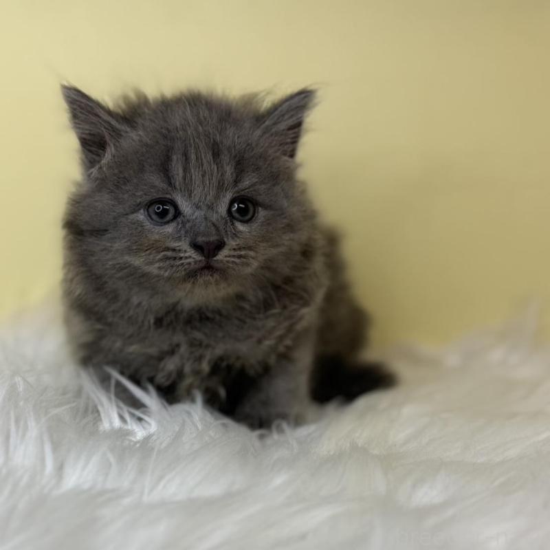 販売中の埼玉県のサイベリアン-138206の1枚目