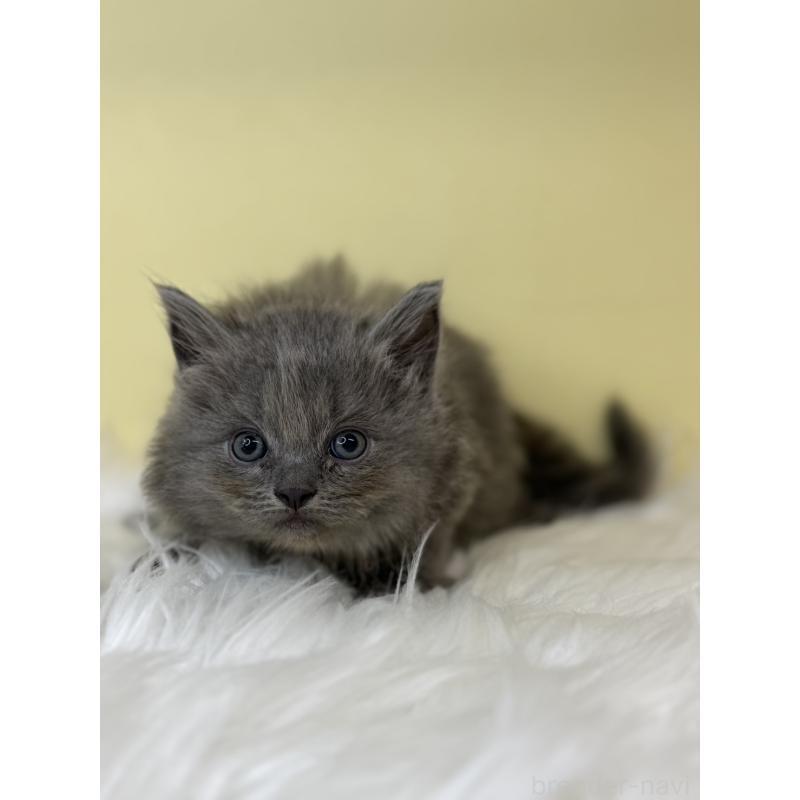 販売中の埼玉県のサイベリアン-138207の4枚目