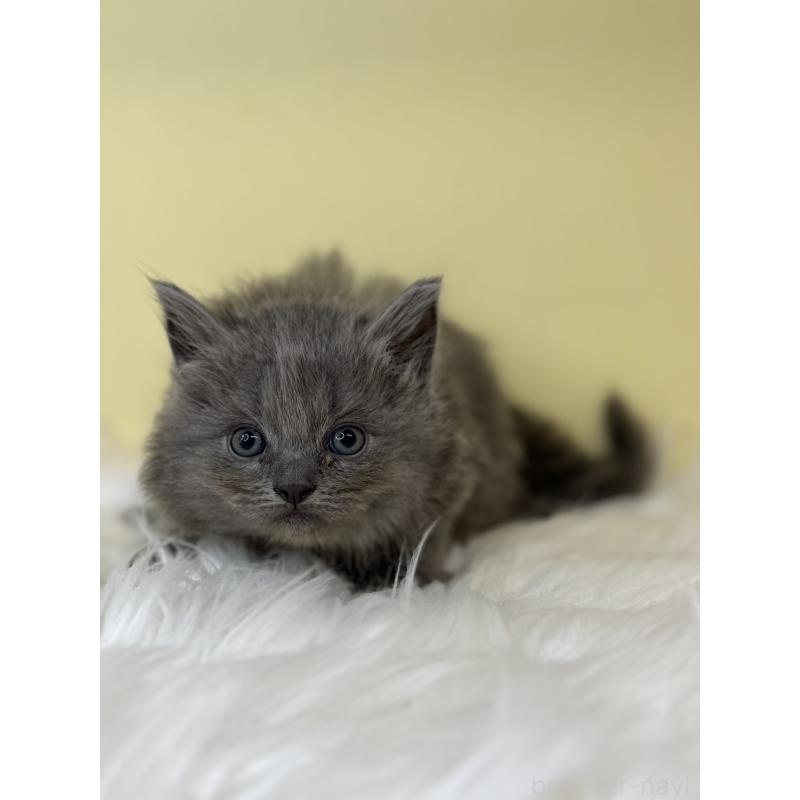 販売中の埼玉県のサイベリアン-138207の3枚目