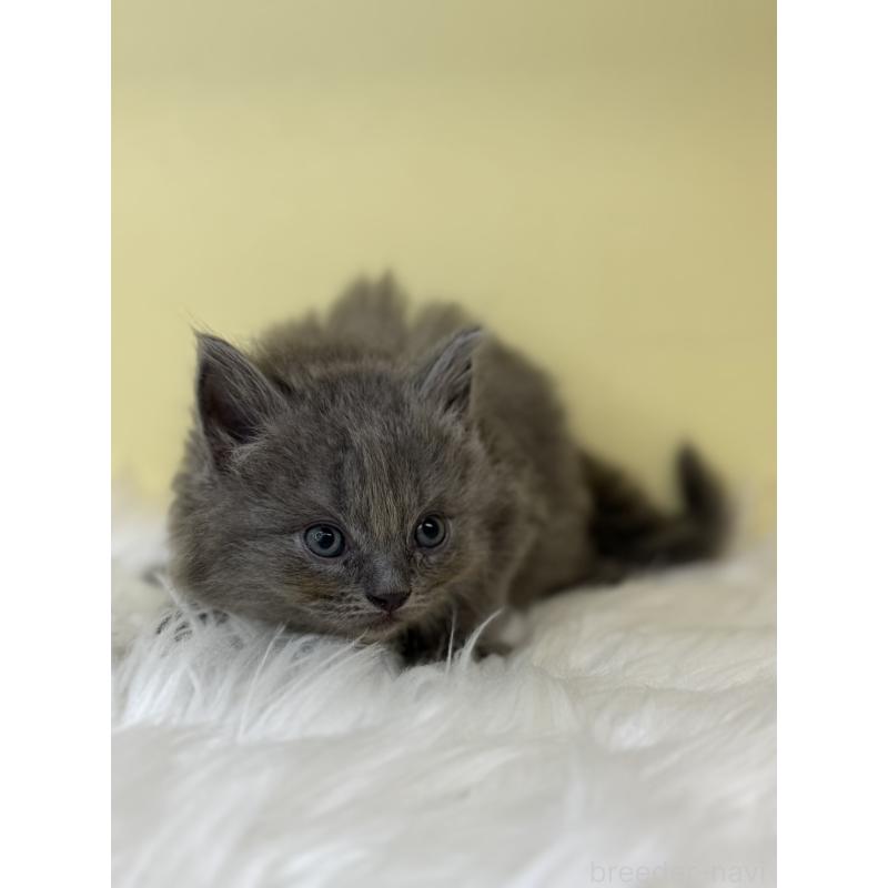 販売中の埼玉県のサイベリアン-138207の2枚目