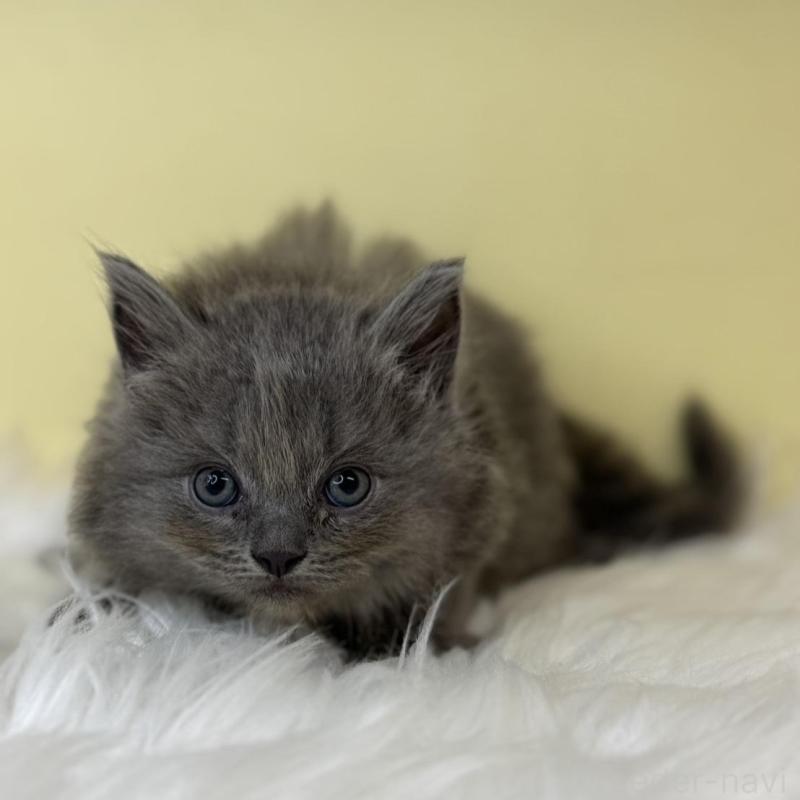 販売中の埼玉県のサイベリアン-138207の1枚目