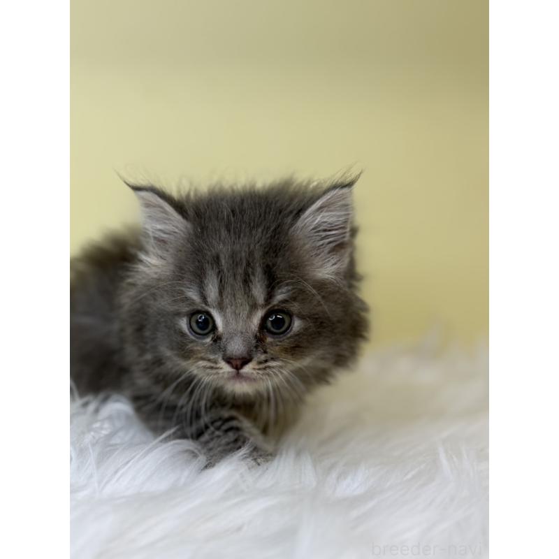 販売中の埼玉県のサイベリアン-138208の4枚目