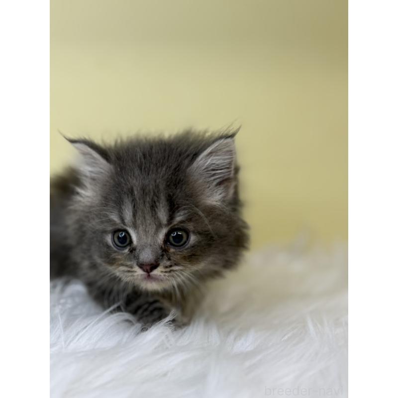 販売中の埼玉県のサイベリアン-138208の3枚目