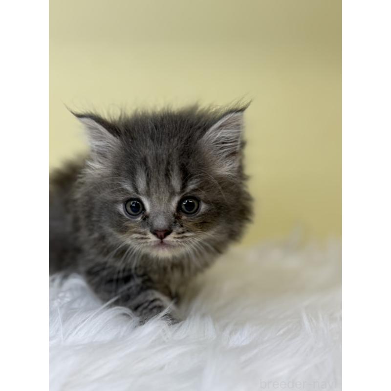 販売中の埼玉県のサイベリアン-138208の2枚目