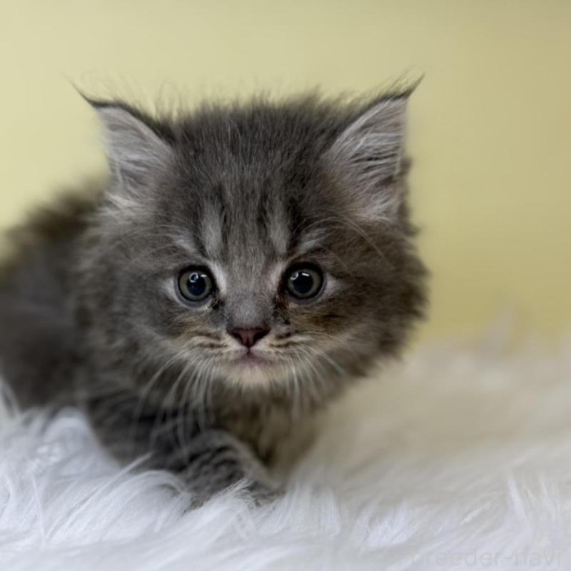 販売中の埼玉県のサイベリアン-138208の1枚目