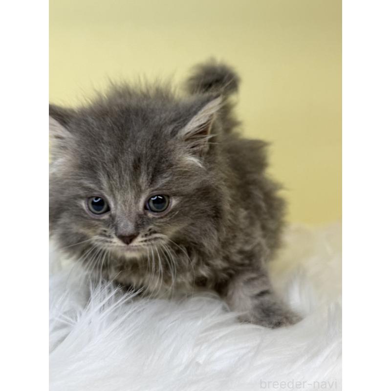 販売中の埼玉県のサイベリアン-138209の4枚目