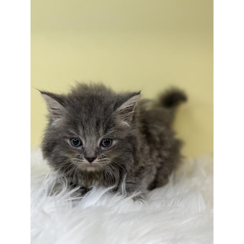 販売中の埼玉県のサイベリアン-138209の3枚目