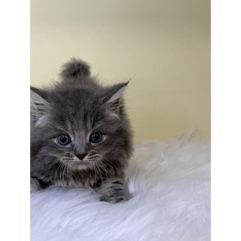 販売中の埼玉県のサイベリアン-138209の2枚目