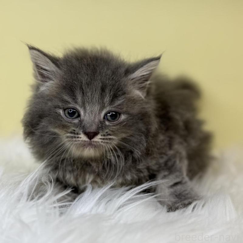 販売中の埼玉県のサイベリアン-138209の1枚目