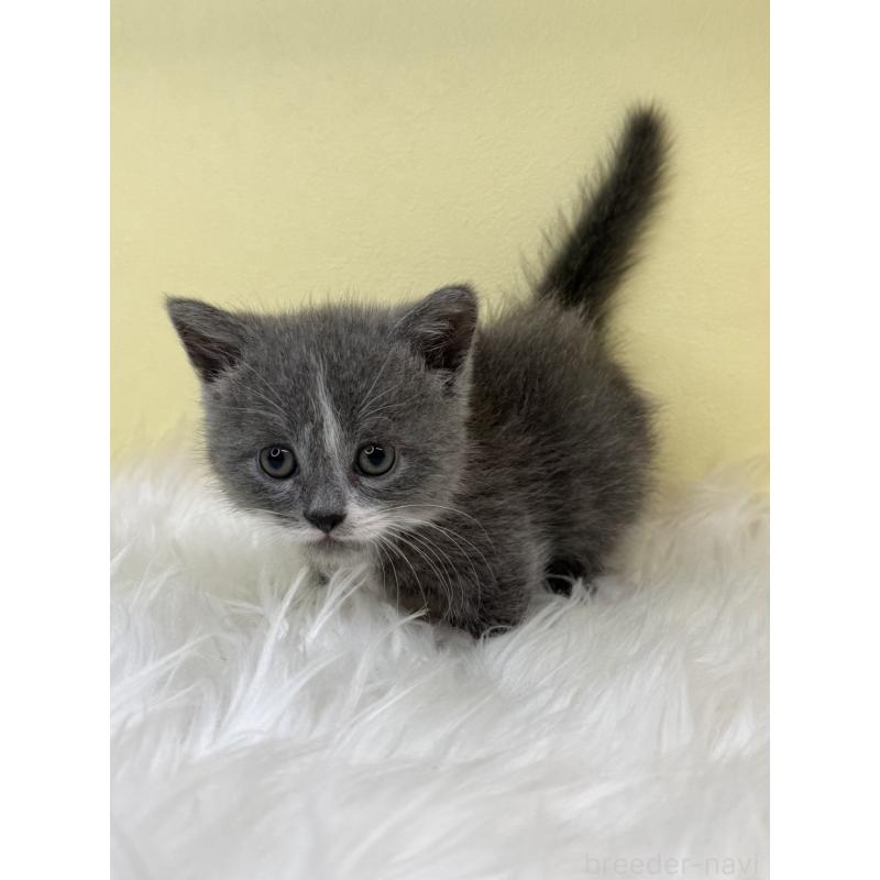 販売中の埼玉県のマンチカン(短足)-138210の4枚目