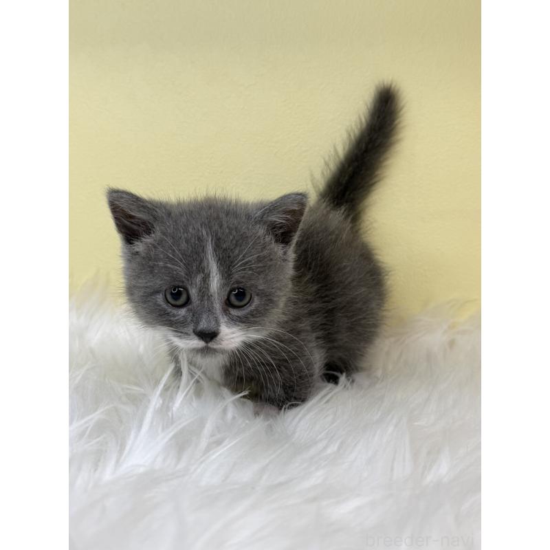 販売中の埼玉県のマンチカン(短足)-138210の3枚目