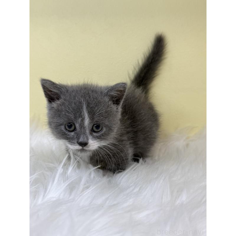 販売中の埼玉県のマンチカン(短足)-138210の2枚目