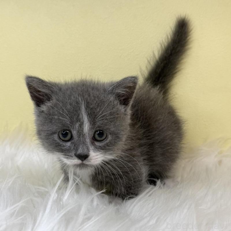 販売中の埼玉県のマンチカン(短足)-138210の1枚目