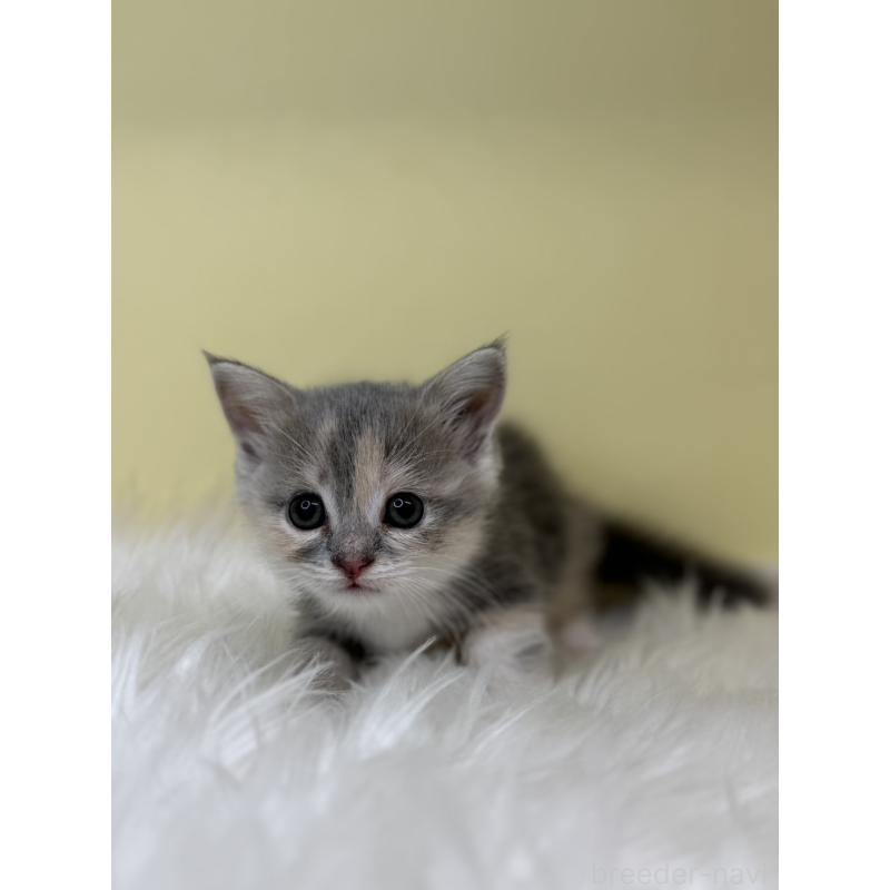 販売中の埼玉県のマンチカン(短足)-138211の4枚目