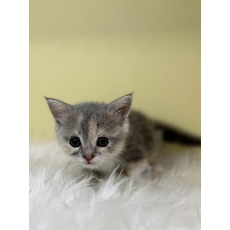 販売中の埼玉県のマンチカン(短足)-138211の3枚目