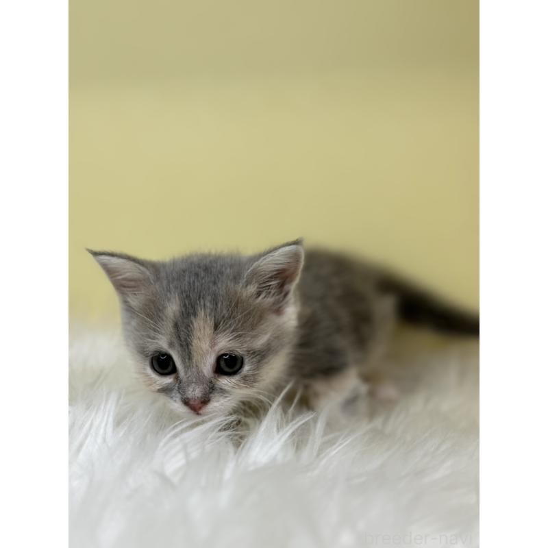 販売中の埼玉県のマンチカン(短足)-138211の2枚目