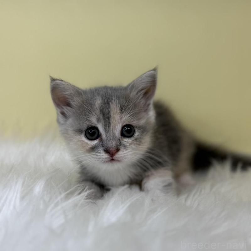 販売中の埼玉県のマンチカン(短足)-138211の1枚目